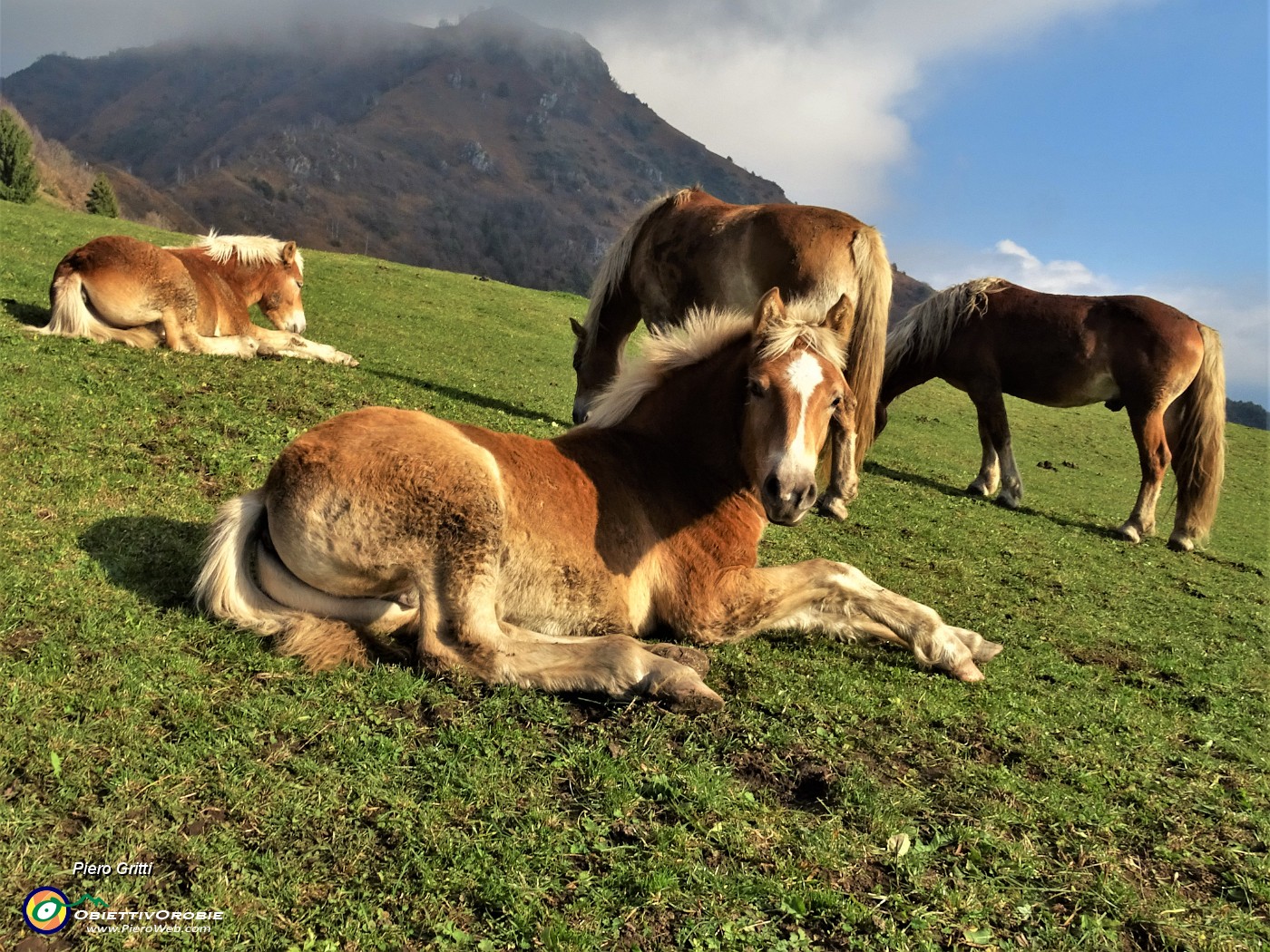 16 Cavalli al pascolo e in siesta  al sole meridiano.JPG